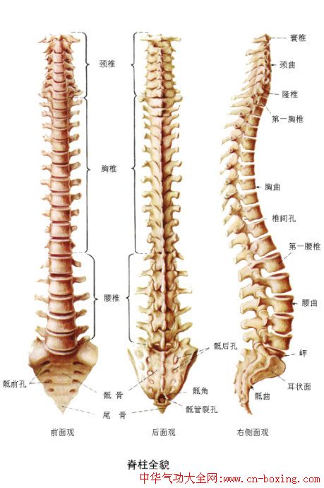 自我检查脊椎骨的正确位置