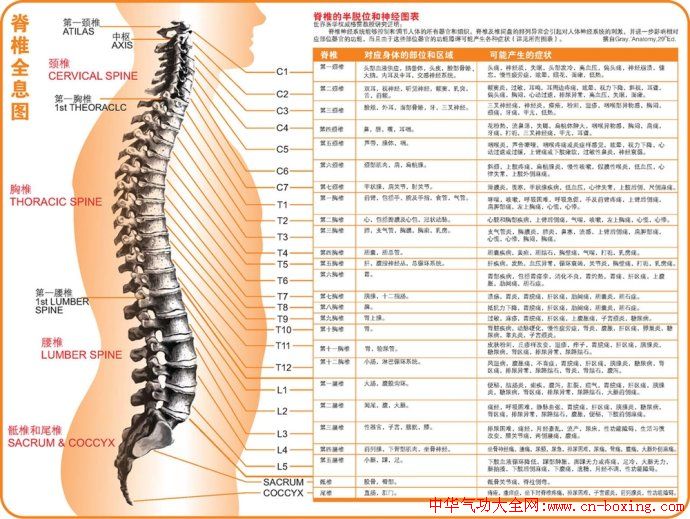 自我检查脊椎骨的正确位置