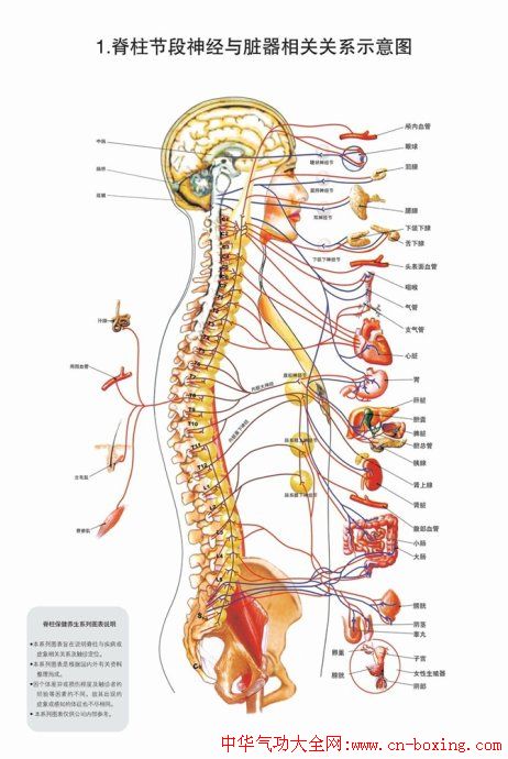 自我检查脊椎骨的正确位置