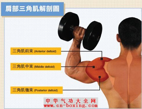 心得分享:三角肌难练,后束更甚!