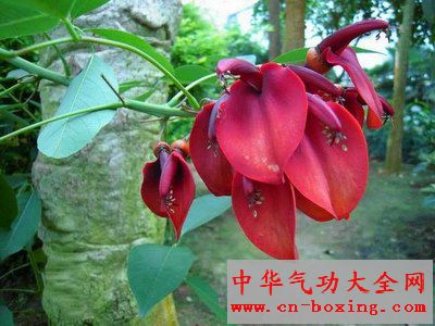 ��ҩ���������������������ҩ��