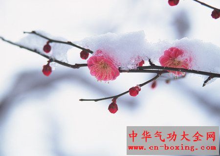 梅花的功效与作用