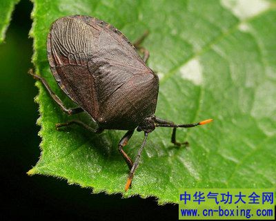 �����Ĺ�Ч������