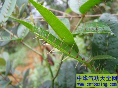 两面针的功效与作用